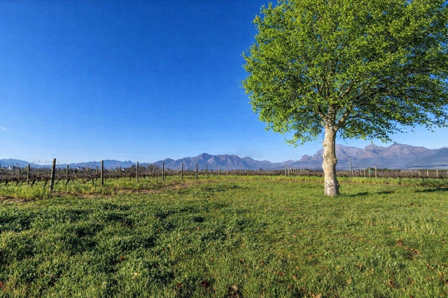 Farm For Sale in Val de Vie Estate, photo 4